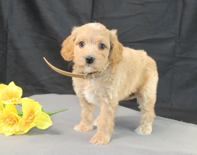 puppy, for, sale, Mini Goldencavadoodles, Ivan J. Stoltzfus, dog, breeder, Dornsife, PA, dog-breeder, puppy-for-sale, forsale, nearby, find, puppyfind, locator, puppylocator, aca